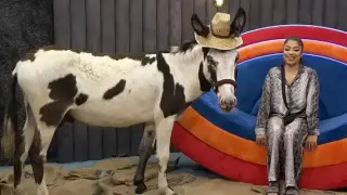 Вкараха магаре в къщата на "Биг Брадър" Видео